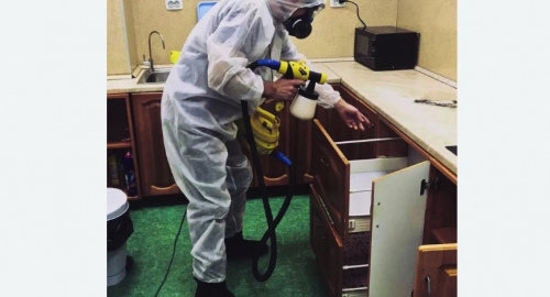 Уничтожение насекомых в квартире. Петергоф