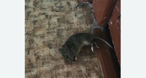 Дезинфекция от мышей в Петергофе