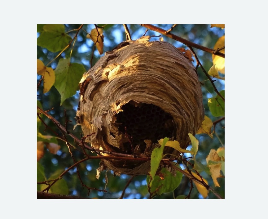 Обработка от шершней в Петергофе