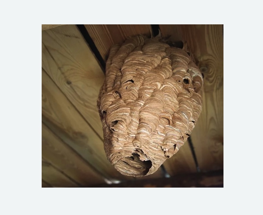 обработка от шершней в Петергофе