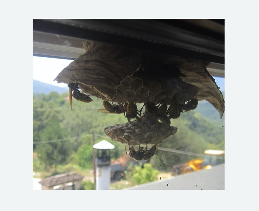 Уничтожение гнёзд шершней в Петергофе