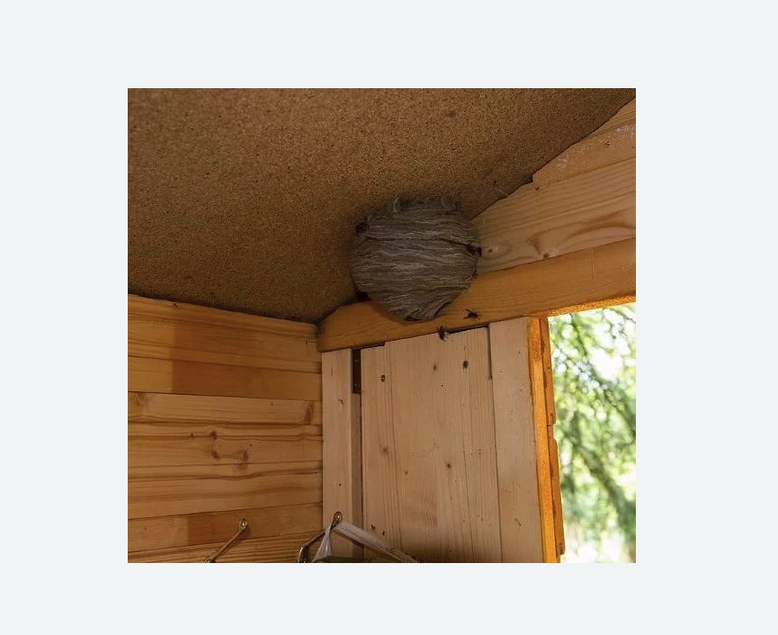 Обработка от ос в Петергофе Обработка от ос