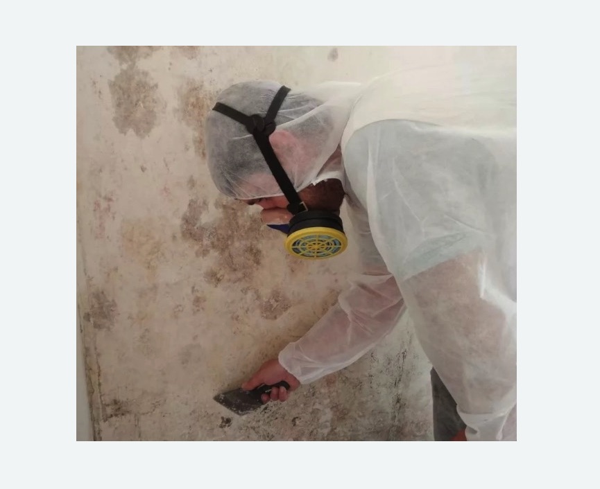 Обработка стен от плесени в Петергофе