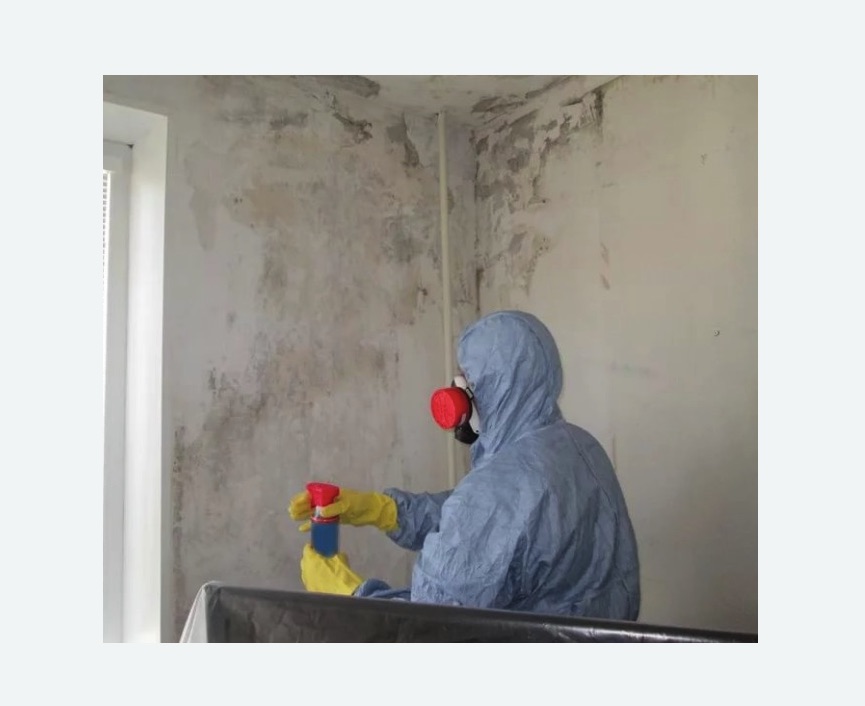 Удаление плесени в квартире в Петергофе