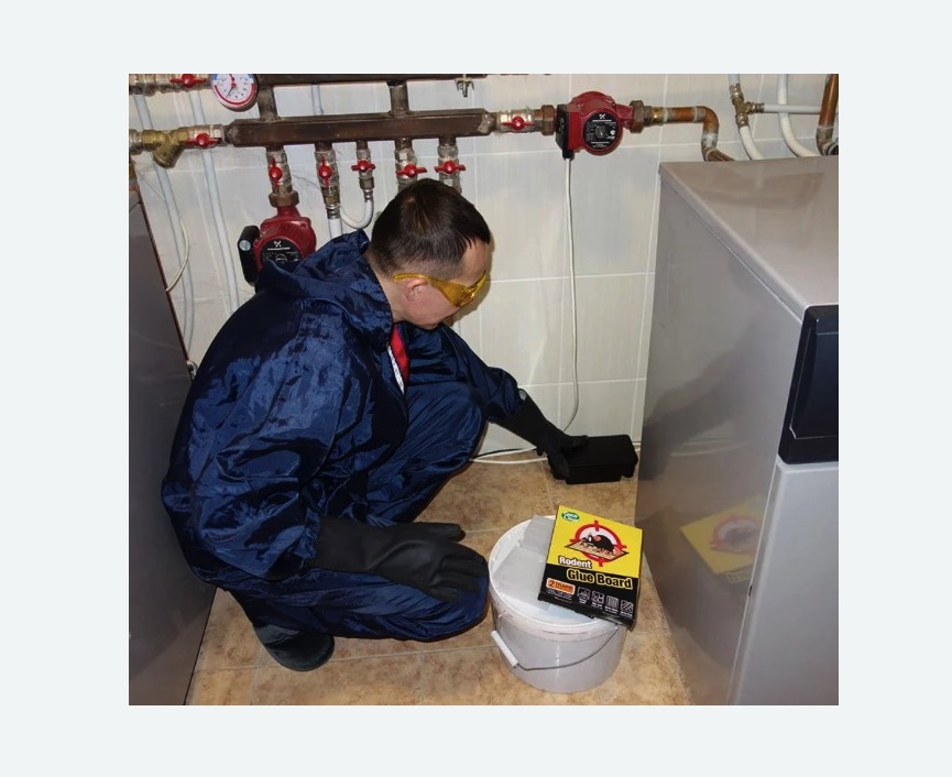 Уничтожение крыс в Петергофе