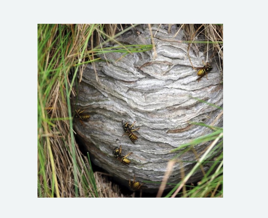 Уничтожение ос и ульев Уничтожение ос и ульев в Петергофе